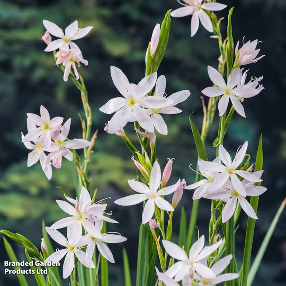 Schizostylis coccinea 'Alba' (Marginal Aquatic)