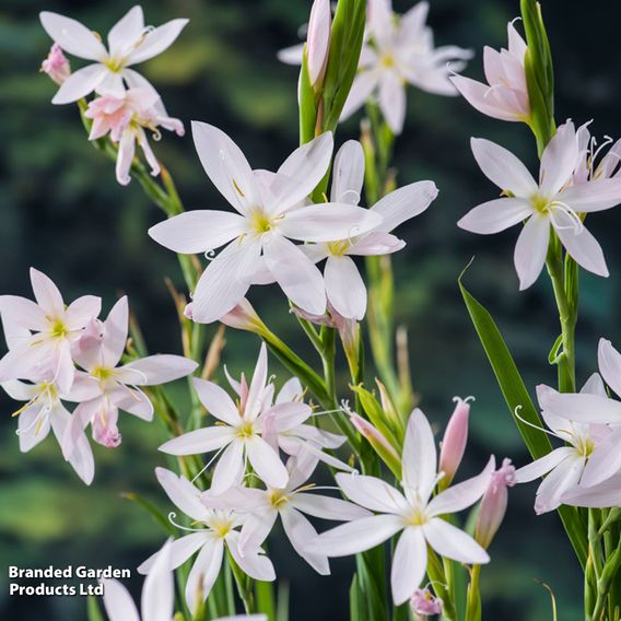 Schizostylis coccinea 'Alba' (Marginal Aquatic)