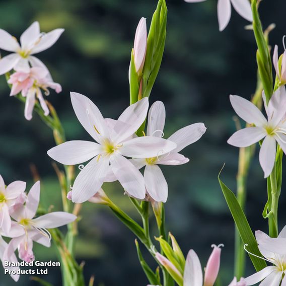 Schizostylis coccinea 'Alba' (Marginal Aquatic)