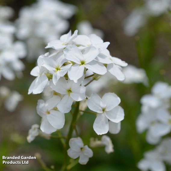 Hesperis matronalis var. albiflora