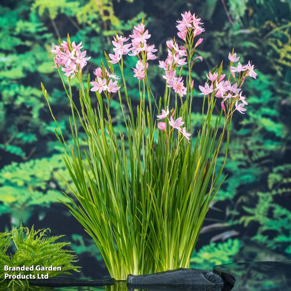 Schizostylis coccinea 'Mrs Hegarty' (Marginal Aquatic)