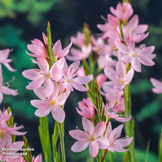 Schizostylis coccinea 'Mrs Hegarty' (Marginal Aquatic)