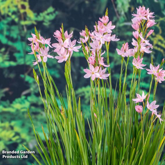 Schizostylis coccinea 'Mrs Hegarty' (Marginal Aquatic)