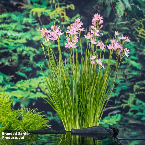 Schizostylis coccinea 'Mrs Hegarty' (Marginal Aquatic)