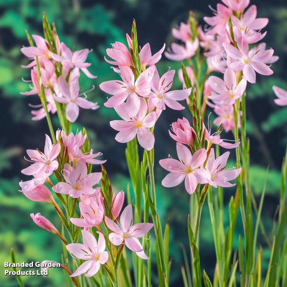 Schizostylis coccinea 'Mrs Hegarty' (Marginal Aquatic)