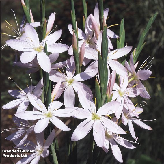 Hesperantha coccinea 'Pink Princess'