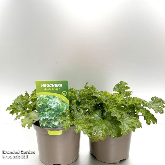 Heuchera 'Apple Crisp'