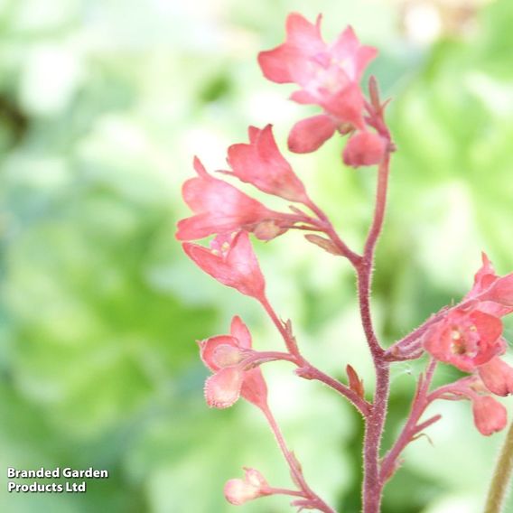 Heuchera 'Bressingham Hybrids'