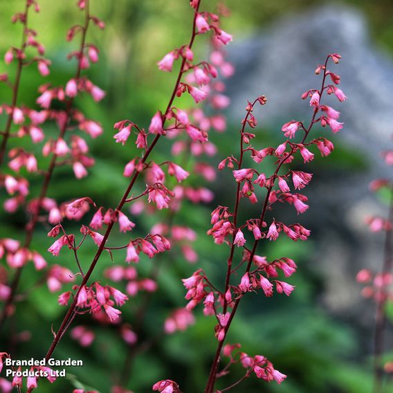 Heuchera 'Bressingham Hybrids'