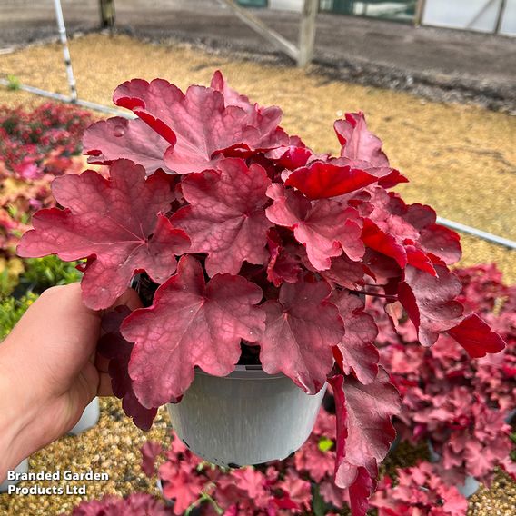 Heuchera 'Carnival Burgundy Blast'