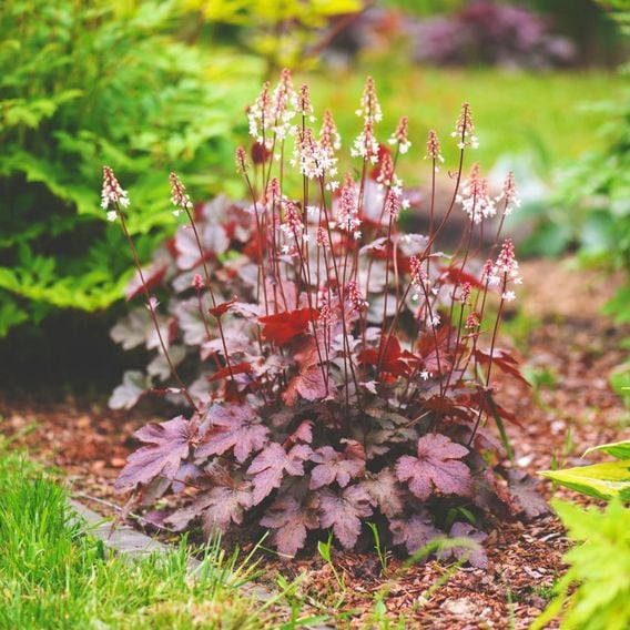 Heuchera 'Chocolate Ruffles'