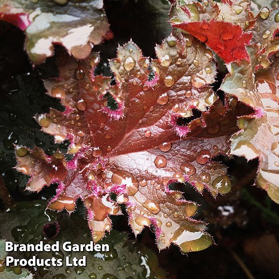 Heuchera 'Chocolate Ruffles'