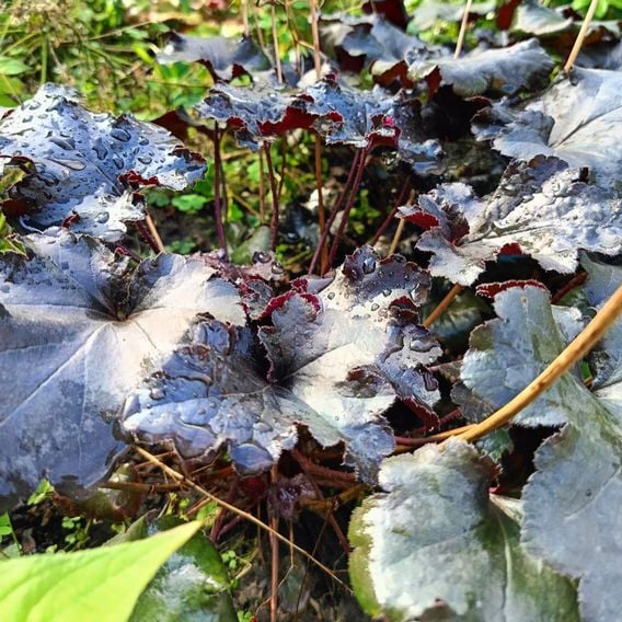 Heuchera 'Dark Secret'