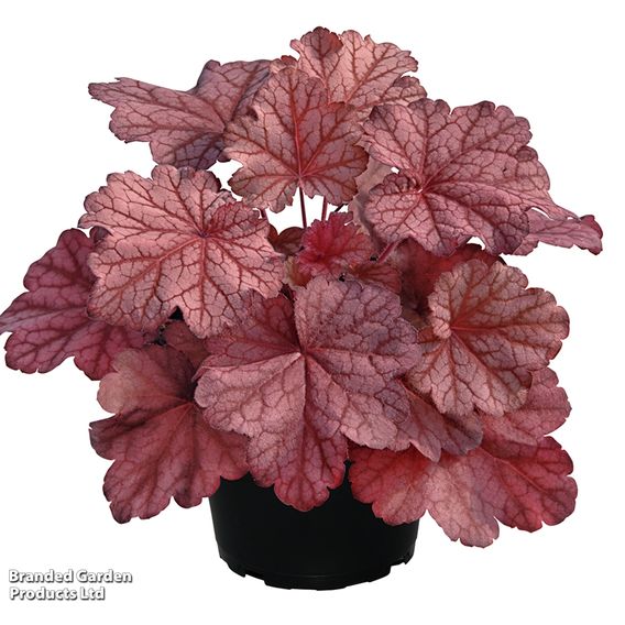 Heuchera 'Dusty Red'