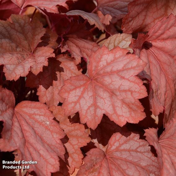 Heuchera 'Dusty Red'