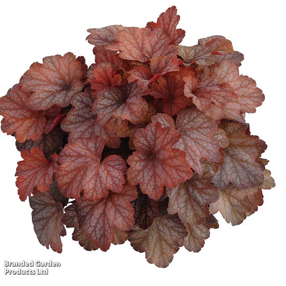 Heuchera 'Dusty Red'