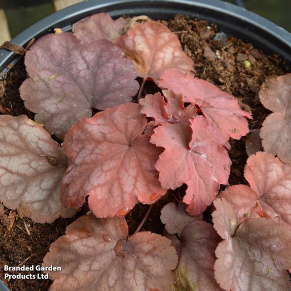 Heuchera 'Dusty Red'