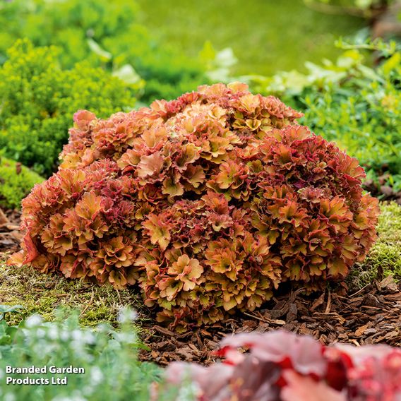 Heuchera 'Frilly'