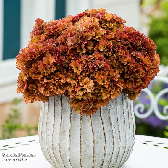 Heuchera 'Frilly'