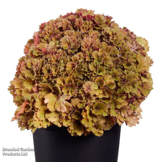 Heuchera 'Frilly'