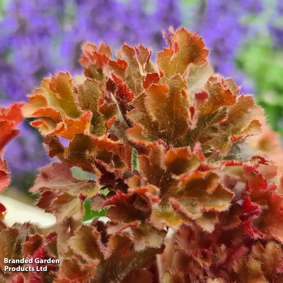 Heuchera 'Frilly'