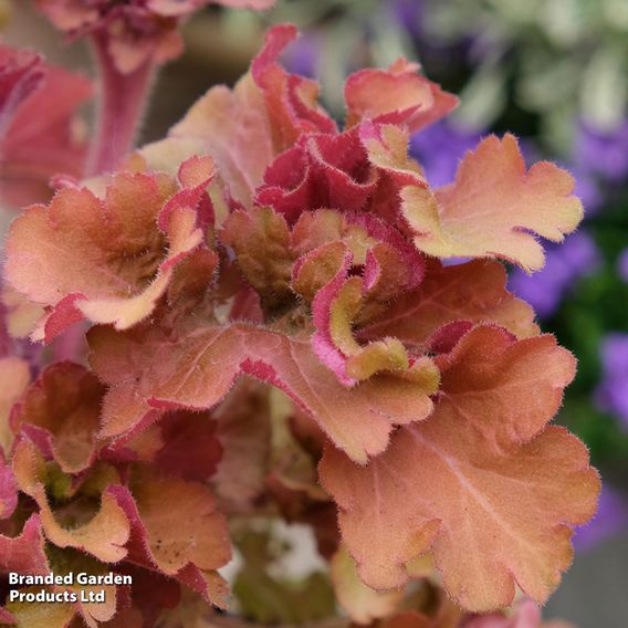 Heuchera 'Frilly'