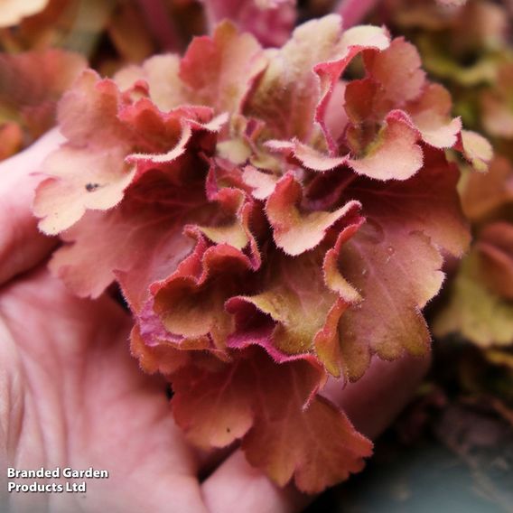 Heuchera 'Frilly'