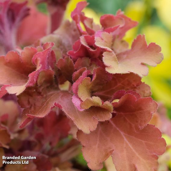Heuchera 'Frilly'