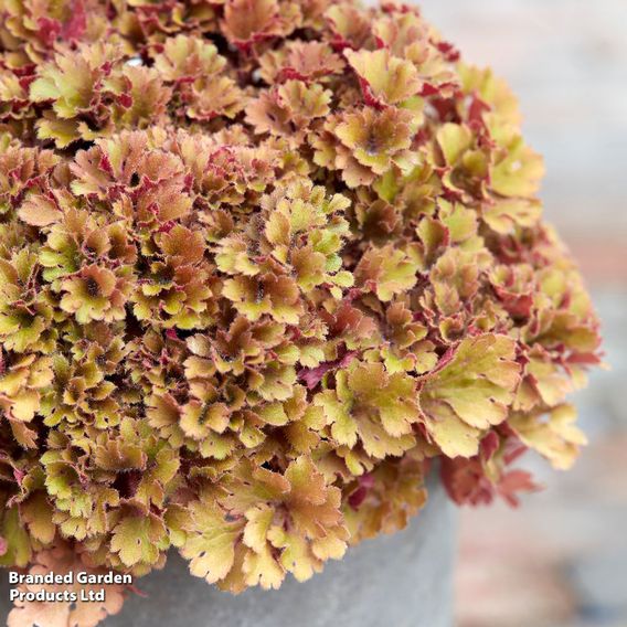 Heuchera 'Frilly'