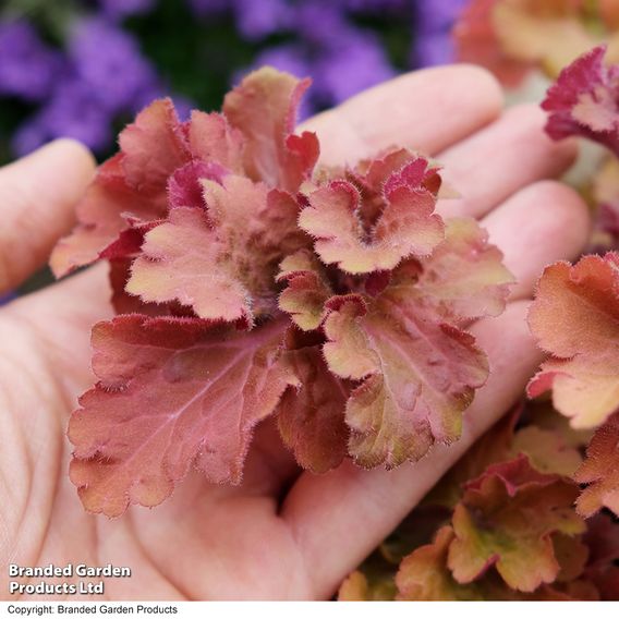 Heuchera 'Frilly'