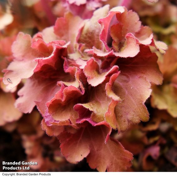 Heuchera 'Frilly'