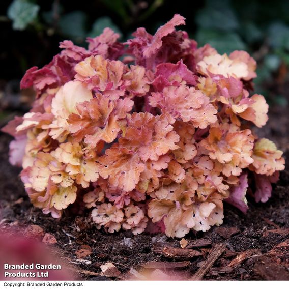 Heuchera 'Frilly'