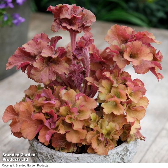 Heuchera 'Frilly'