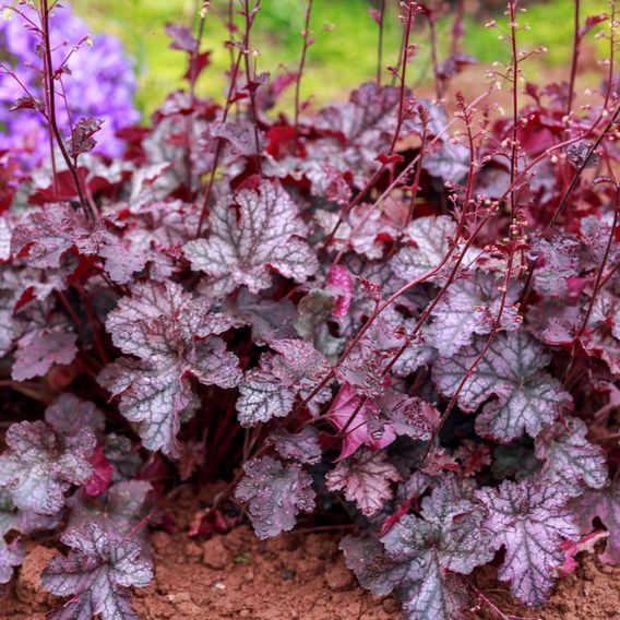 Heuchera 'Georgia Plum'