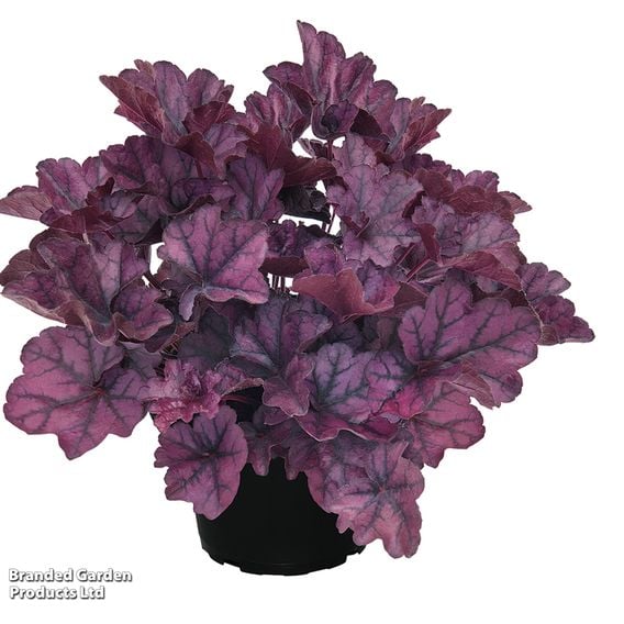 Heuchera 'Indigo Purple'