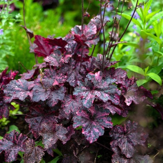 Heuchera 'Midnight Rose'