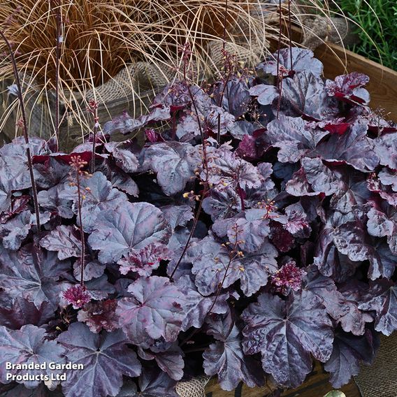 Heuchera 'Obsidian'