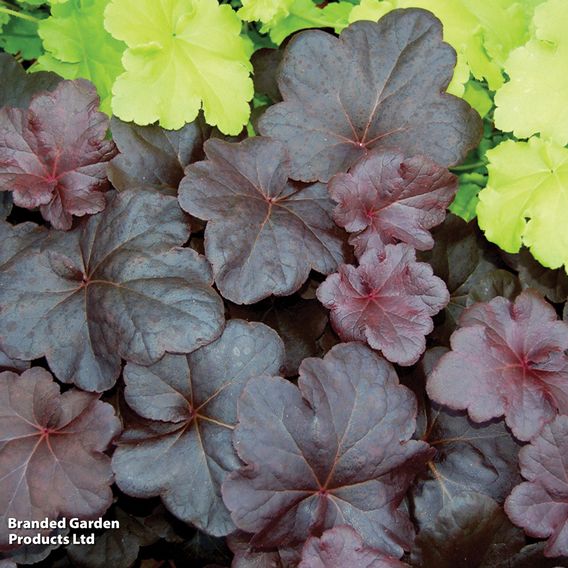 Heuchera 'Obsidian'