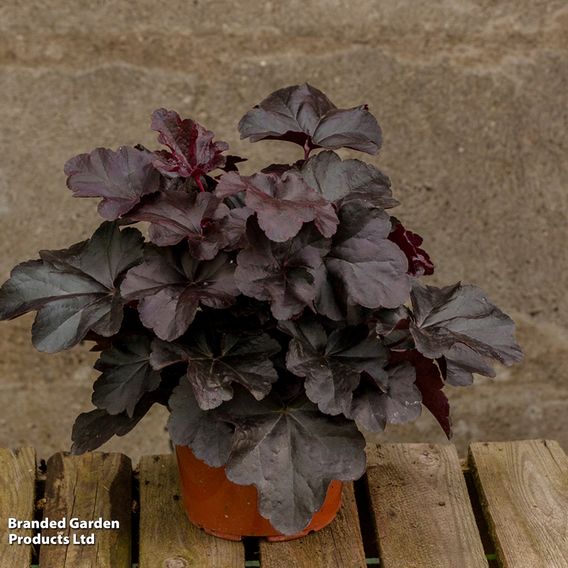 Heuchera 'Obsidian'