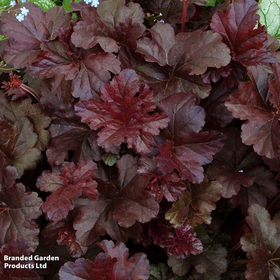 Heuchera 'Obsidian'