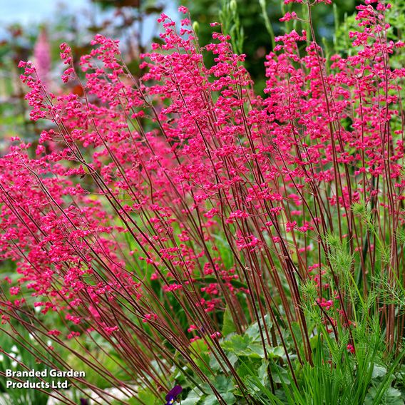 Heuchera 'Paris'