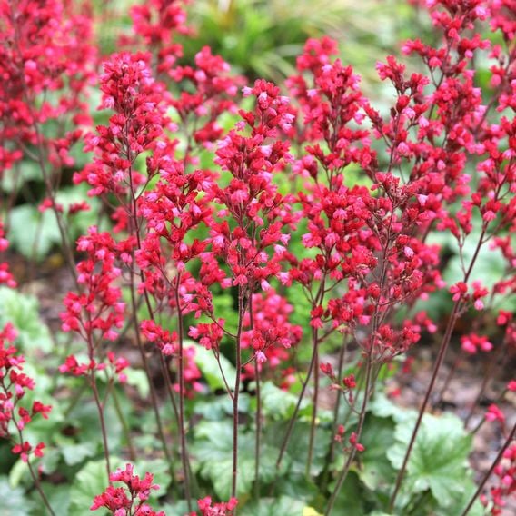 Heuchera 'Paris'