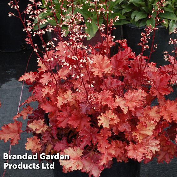 Heuchera 'Peach Crisp'