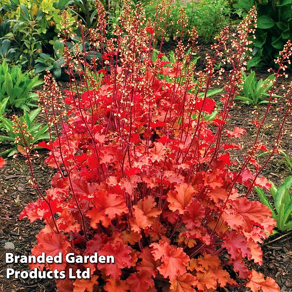 Heuchera 'Peach Crisp'