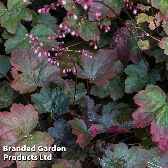 Heuchera 'Rachel'