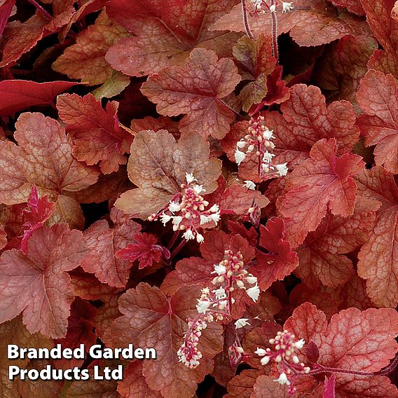 Heucherella 'Redstone Falls'