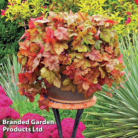 Heucherella 'Redstone Falls'