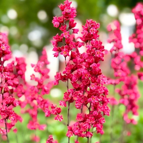 Heuchera sanguinea
