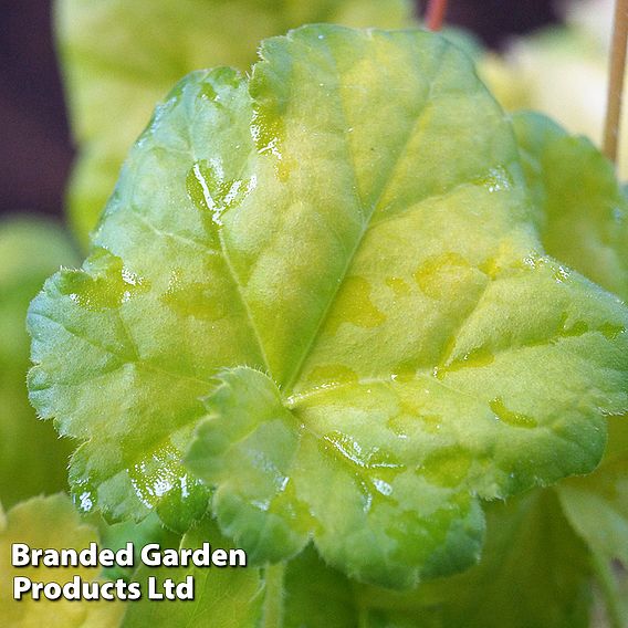 Heuchera 'Sweet Caroline'