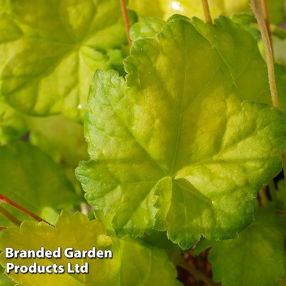 Heuchera 'Sweet Caroline'